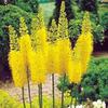 eremurus galben-Claudia