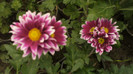 P1050586