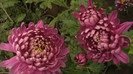 P1050591