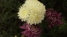 P1050593