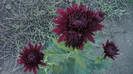 P1050489