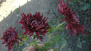 P1050491