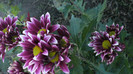 P1050492