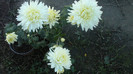 P1050495