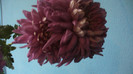 P1050505