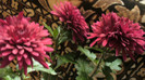 P1050511