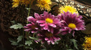 P1050532