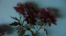 P1050534