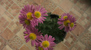 P1050537