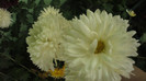 P1050539