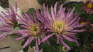 P1050542