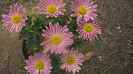 P1050555