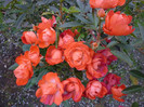 P1010263