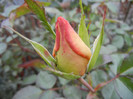 Rose Monica (2012, November 22)