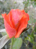 Rose Monica (2012, November 22)