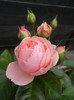 Rose Pleasure (2012, November 22)