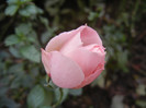 Pink Miniature Rose (2012, Nov.22)