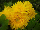 Yellow Chrysanthemum (2012, Nov.22)