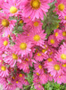 Purple & Yellow Chrysanth (2012, Nov.22)