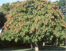 koelreuteria paniculata la sfarsitul verii