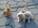 trei pisicute