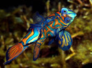 jr_mandarinfish