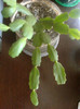 schlumbergera truncata
