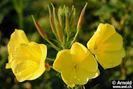 oenothera biennis