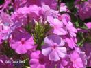 phlox