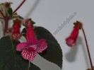 Kohleria Elise (ni)