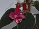 Kohleria Elise (ni)