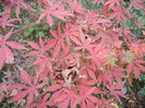 Acer palmatum Bloodgood (2012, Nov.22)