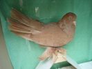 ROLLER PERSAN