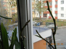 viitoare