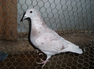 SL275868