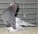 Kazan Tumbler Pigeon 5