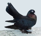 Kazan Tumbler Pigeon 6