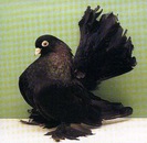 Kazan Tumbler Pigeon 9