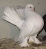 Kazan Tumbler Pigeon 10