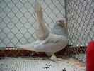 Kazan Tumbler Pigeon 13