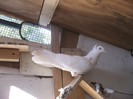 pigeons0008