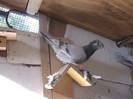 pigeons0012