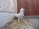 pigeons0019