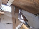 pigeons0024