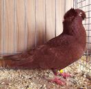 siebenburgerdct_red2 467-468