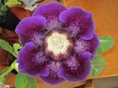 Gloxinia