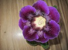 10 cm diametrul cupei