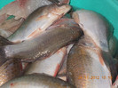 DSCN4923_444