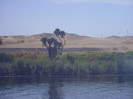 on the Nile