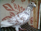 mascul 2012